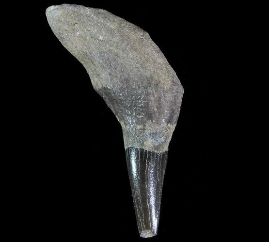 Fossil Odontocete (Toothed Whale) Tooth - Maryland #71112